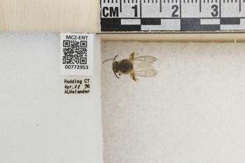 Media type: image;   Entomology 772953 Aspect: Labels